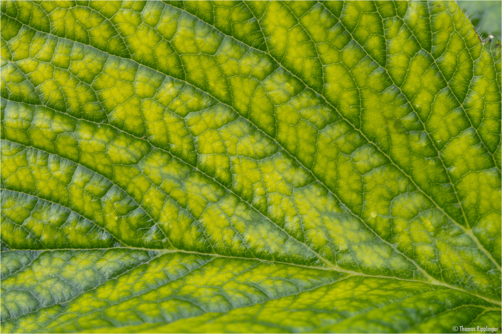 Mangelerscheinung durch Unterversorgung mit Mirkonährstoffen