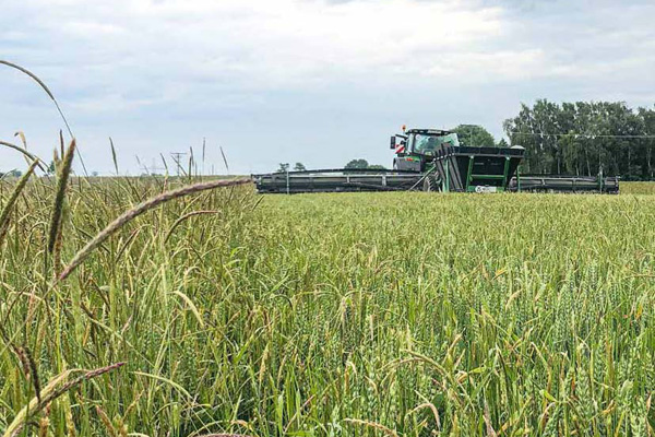 Titelbild Sonderheft Ackerfuchsschwanz